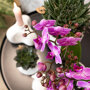 Vienna orchidee paarsroze